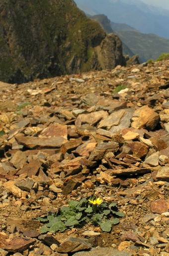 Crepis pygmaea