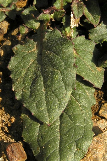 Crepis pygmaea