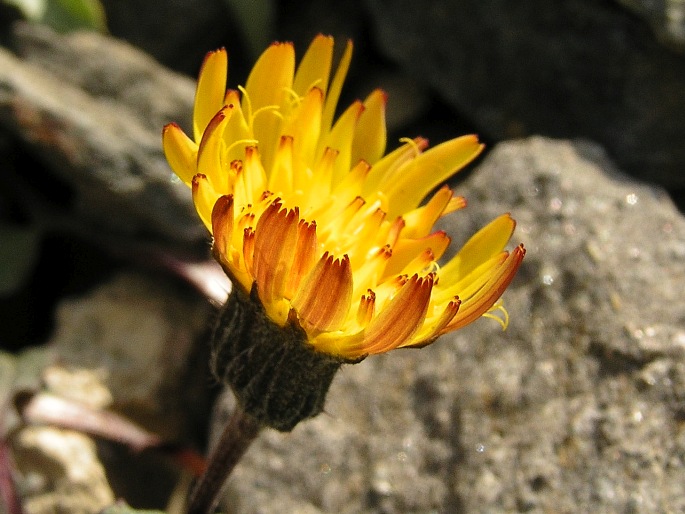 Crepis pygmaea