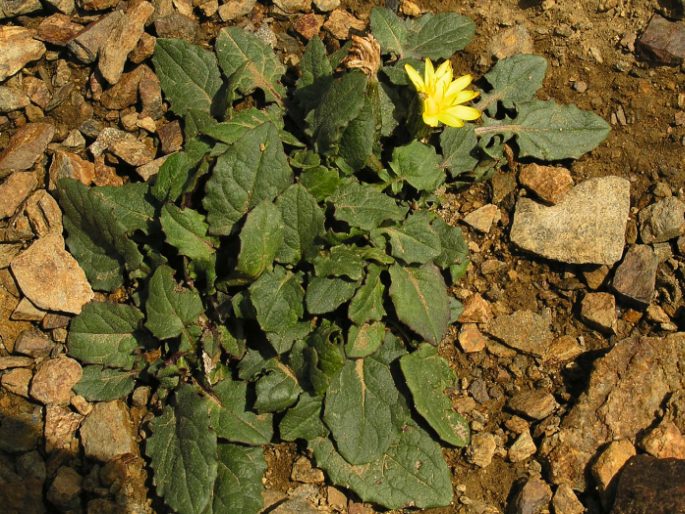 Crepis pygmaea