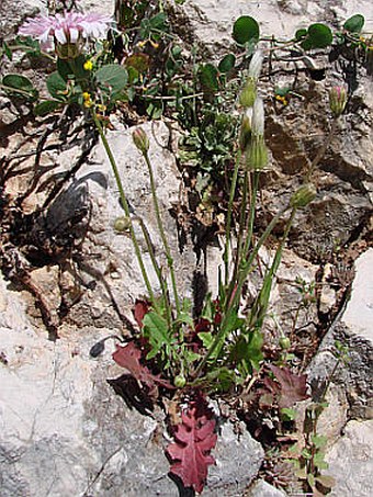 Crepis rubra