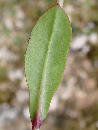 Crepis rubra