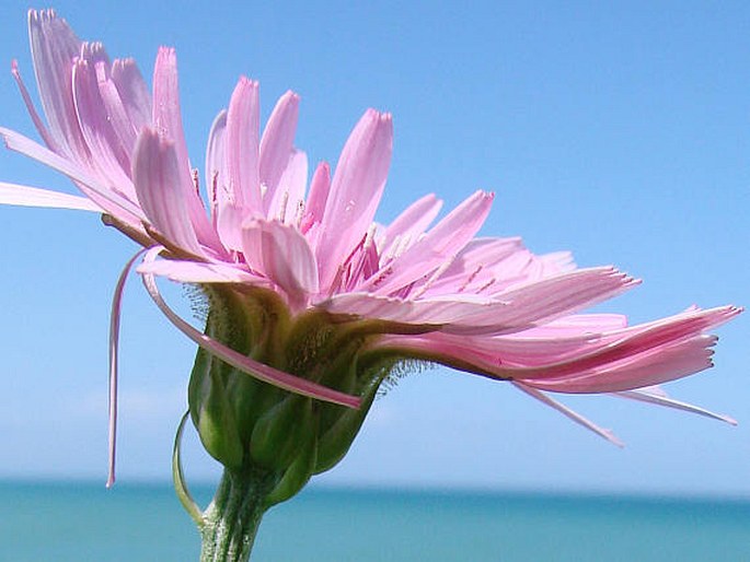 Crepis rubra