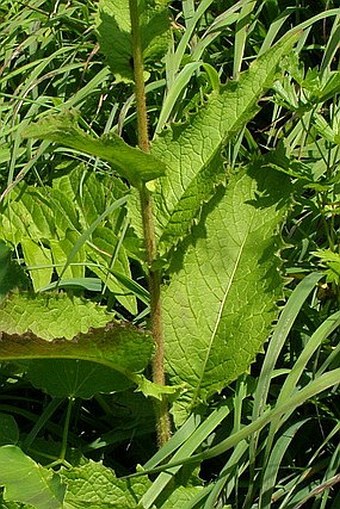 Crepis sibirica