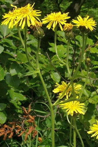 Crepis sibirica