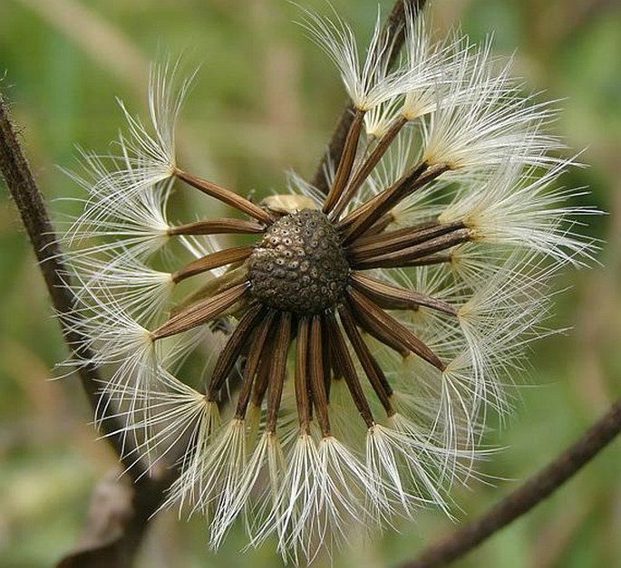 Crepis sibirica