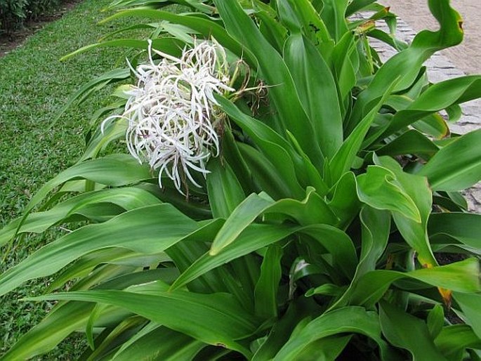 Crinum asiaticum