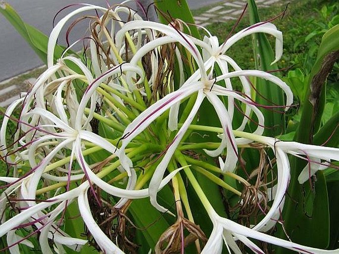 CRINUM ASIATICUM L. – křín