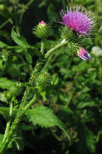 Carduus crispus