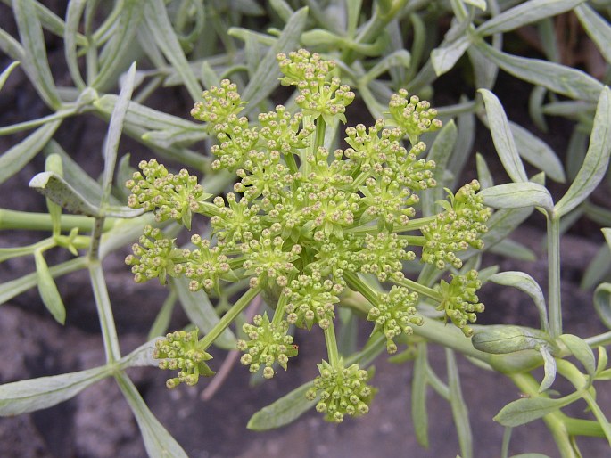 Crithmum maritimum