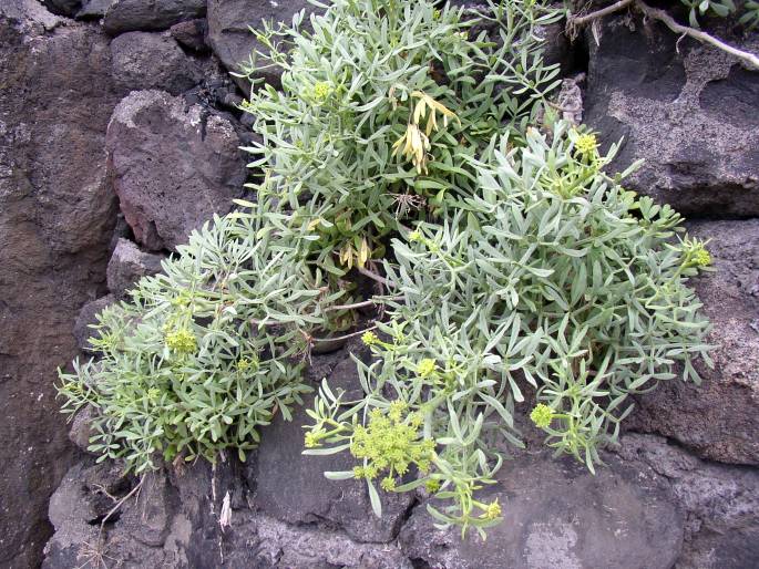 Crithmum maritimum