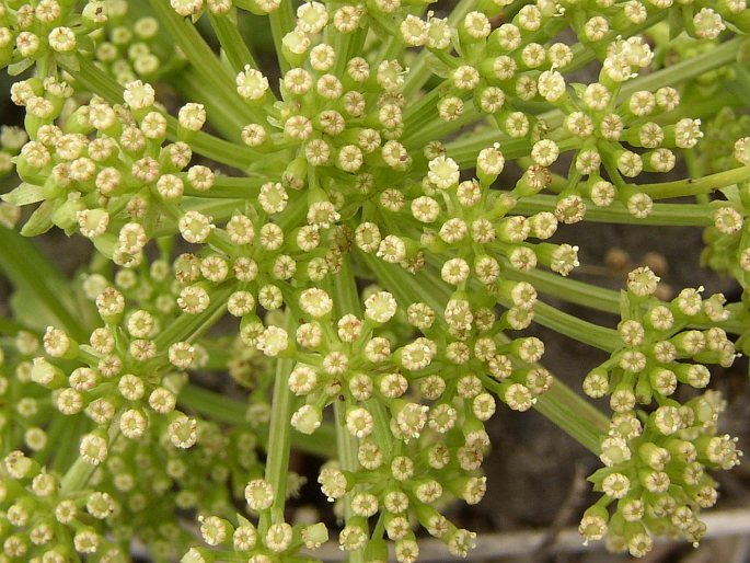 Crithmum maritimum