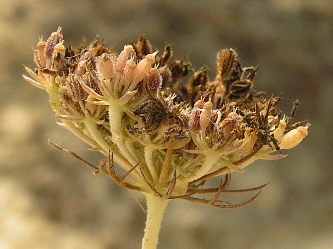 Crithmum maritimum