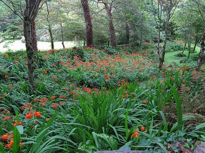 Crocosmia × crocosmiiflora