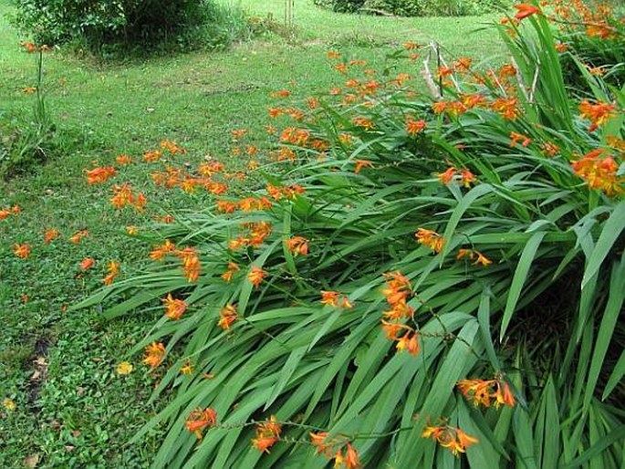 Crocosmia × crocosmiiflora