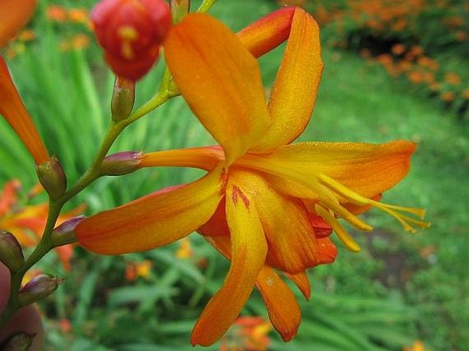 Crocosmia × crocosmiiflora