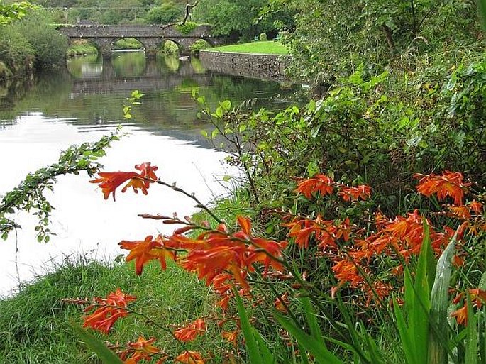 Crocosmia × crocosmiiflora