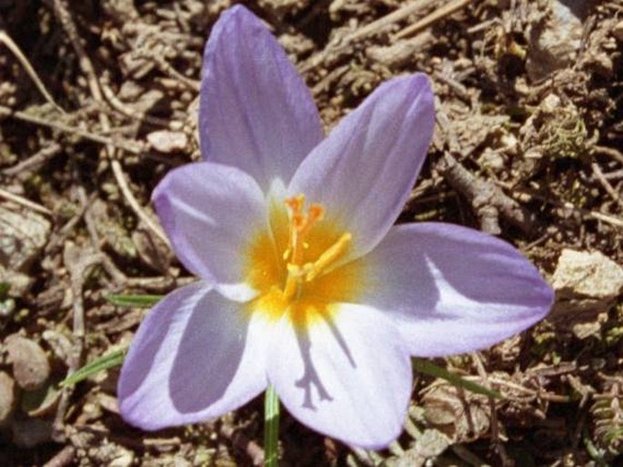 Crocus abantensis