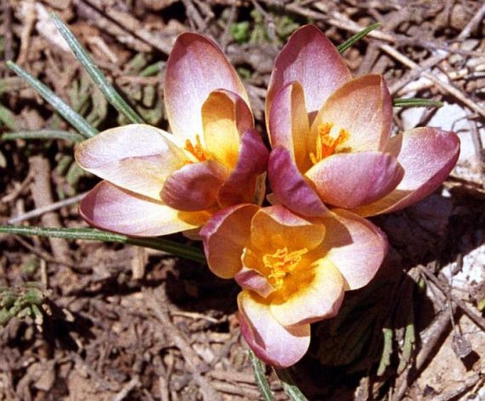 Crocus abantensis