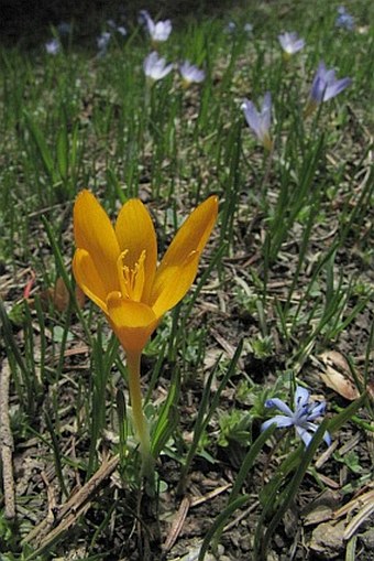 Crocus gargaricus