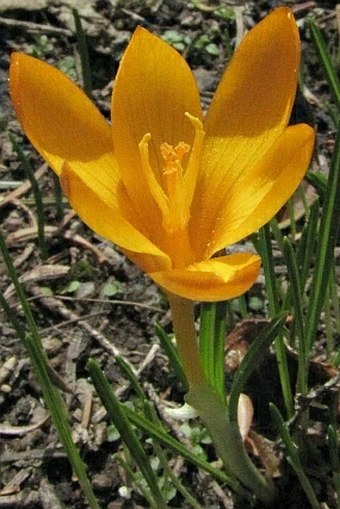 Crocus gargaricus