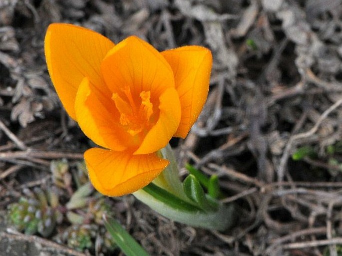 Crocus gargaricus