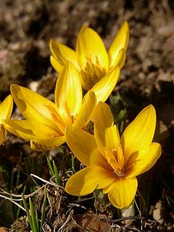 Crocus korolkowi