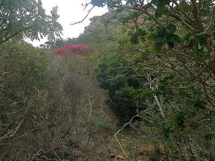 Crotalaria socotrana