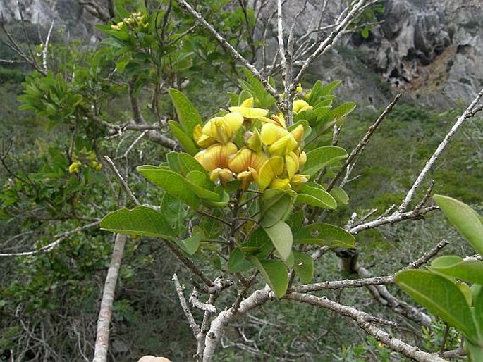 Crotalaria socotrana