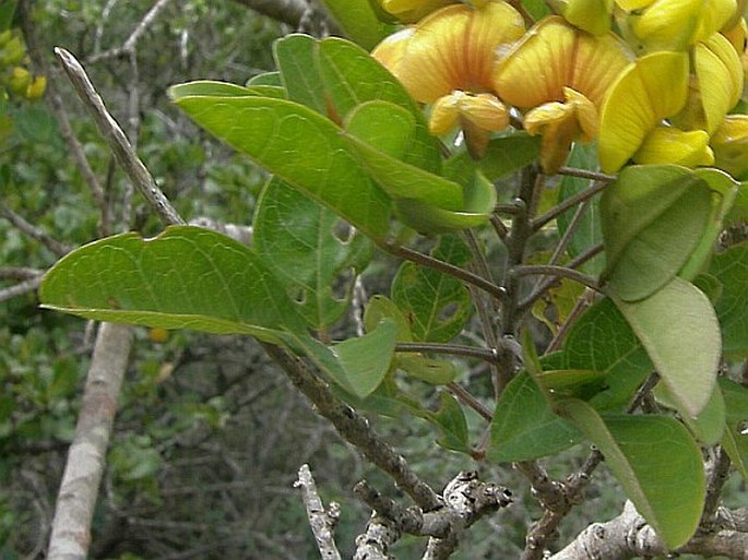 Crotalaria socotrana