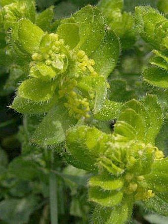 Cruciata laevipes