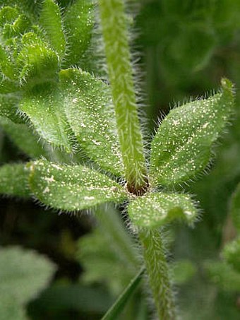 Cruciata laevipes