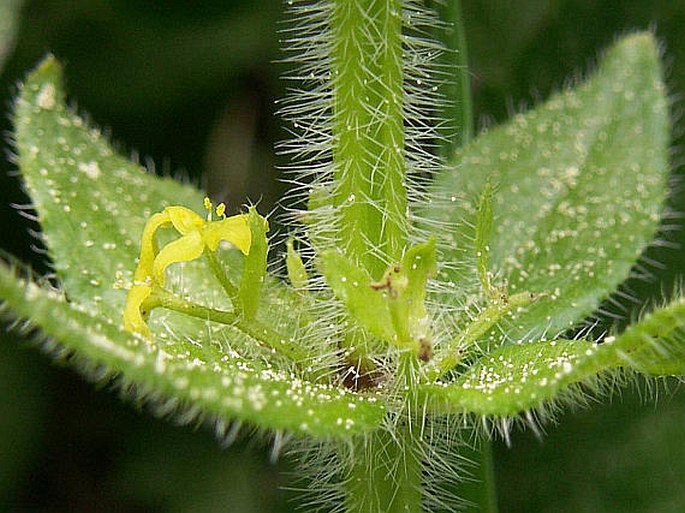 Cruciata laevipes