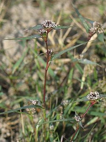 Crypsis aculeata