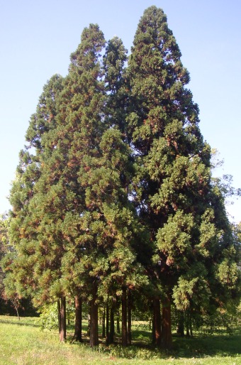 Cryptomeria japonica