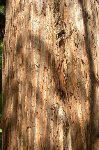 Cryptomeria japonica