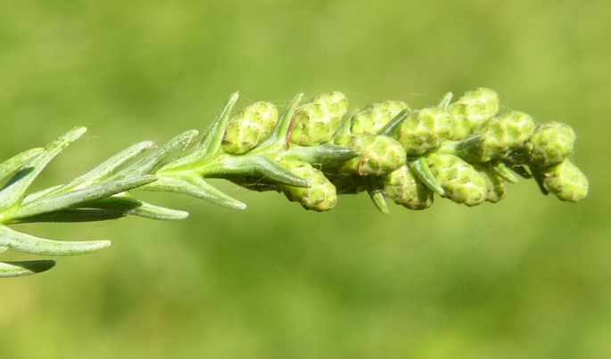 Cryptomeria japonica