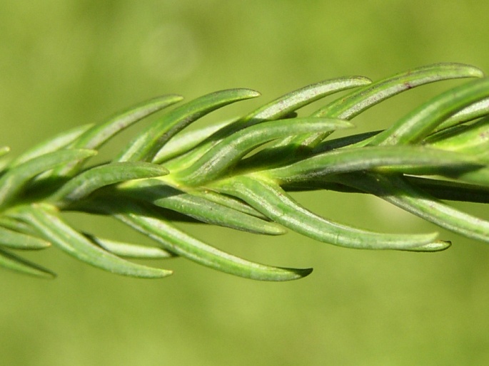 Cryptomeria japonica