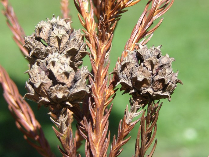 Cryptomeria japonica