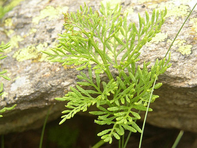 Cryptogramma crispa