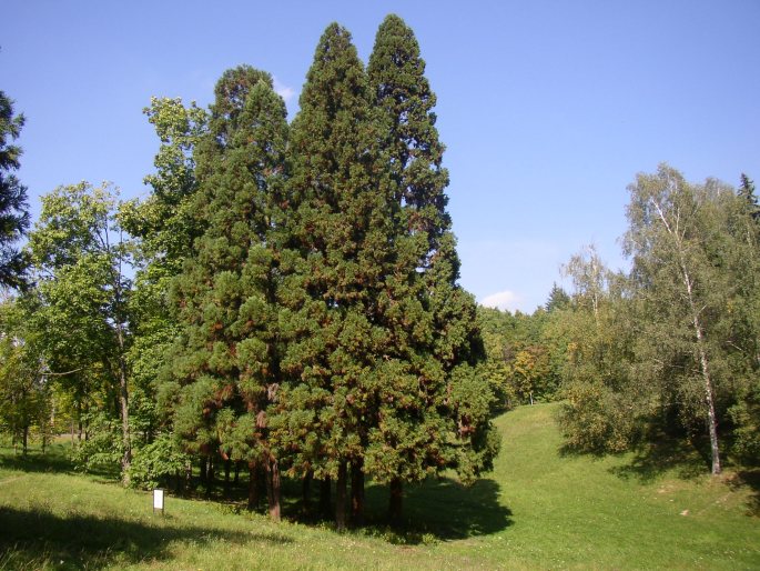 Cryptomeria japonica