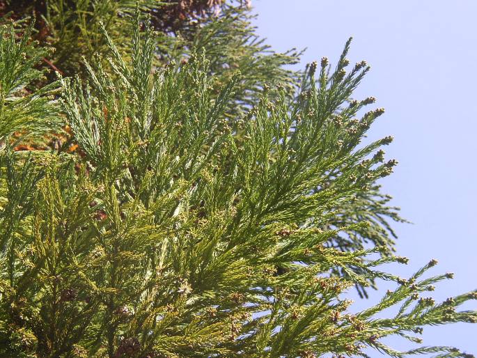 CRYPTOMERIA JAPONICA (L. fil.) D. Don – kryptomerie japonská / kryptoméria japonská