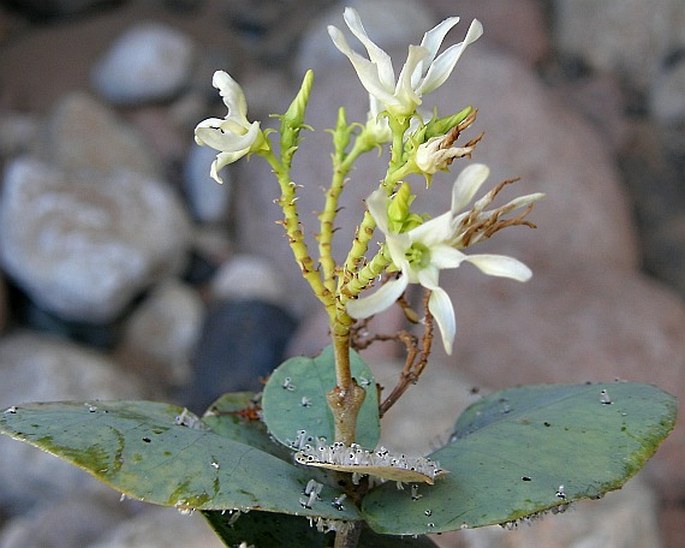 CRYPTOLEPIS SOCOTRANA (Balf. f.) Venter