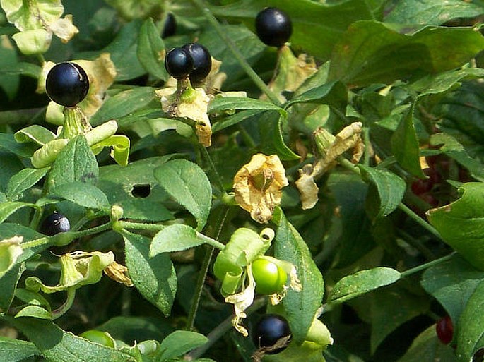 Silene baccifera