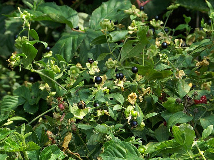 Silene baccifera