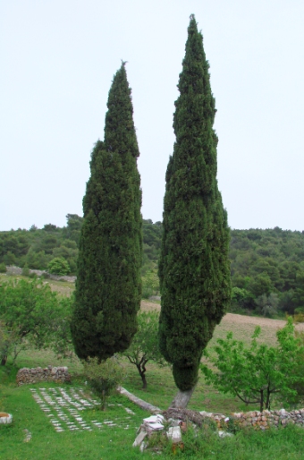 Cupressus sempervirens