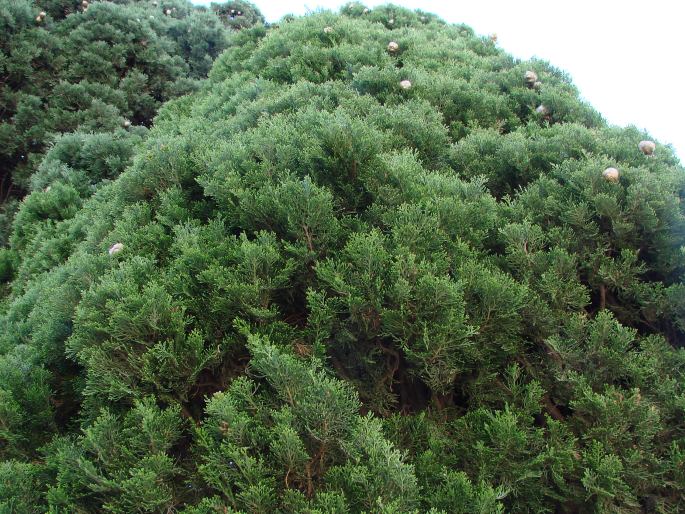 Cupressus sempervirens