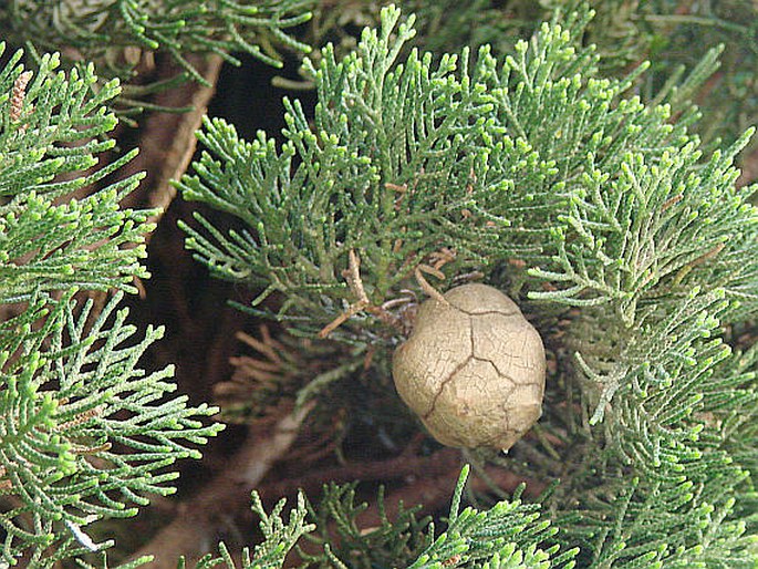 Cupressus sempervirens