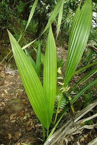 Curculigo seychellensis