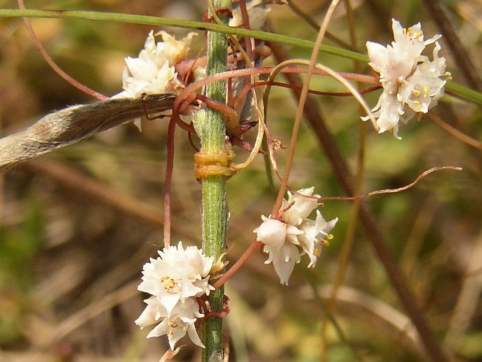 Cuscuta epithymum